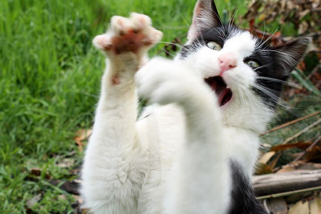 开云网页版-_女子足球世界杯：热血青春点燃赛场激情_，女子世界足球锦标赛