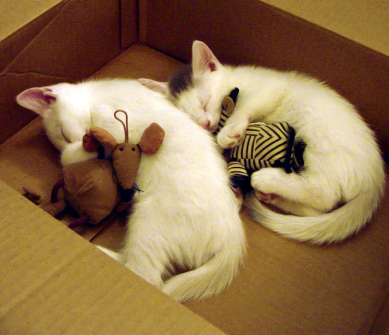 开云APP-《CS_GO北美巡回赛，豪门对抗火药味十足》，cs北美战队