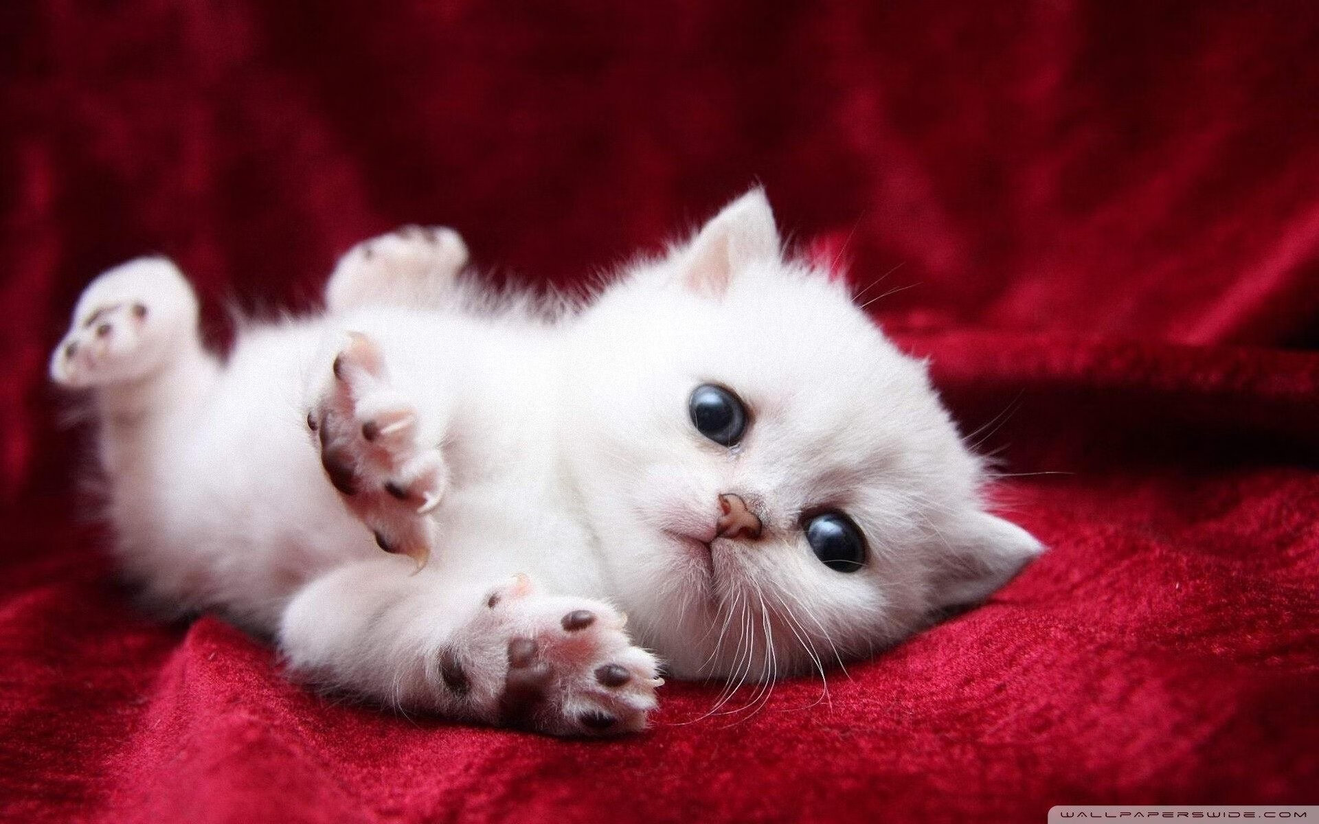 KAIYUN 中国大陆-《Dota 2国际赛，传奇战队再度问鼎巅峰》，dota传奇比赛