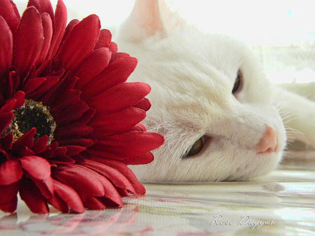 开云官网-全景追踪：每个弯道背后的艰难挑战，全景示意图