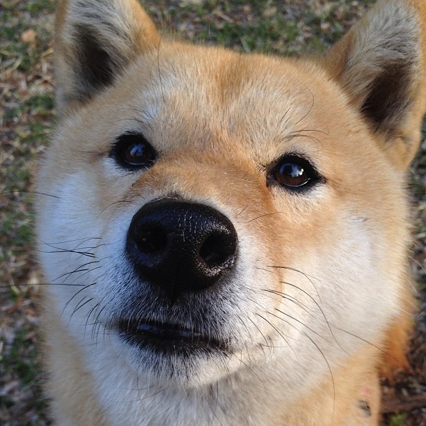 开云网站-TES辅助选手进入百场出战俱乐部历史榜，tes战队辅助