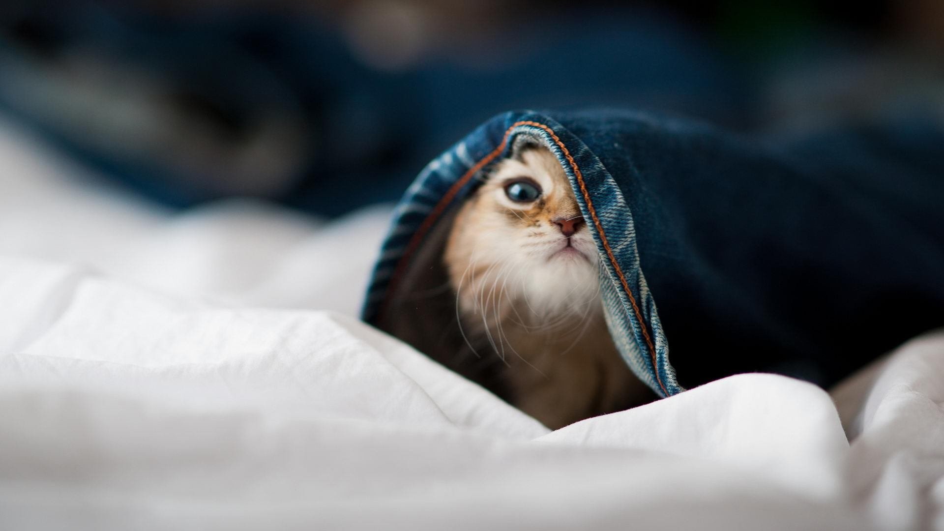 开云中国大陆-水晶宫大将扎哈尔精彩破门，帮助球队逼平对手，水晶宫扎哈去哪了