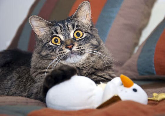 开云网页版-西班牙男篮战胜澳大利亚，世界杯卫冕之路开门红，2020年西班牙男篮