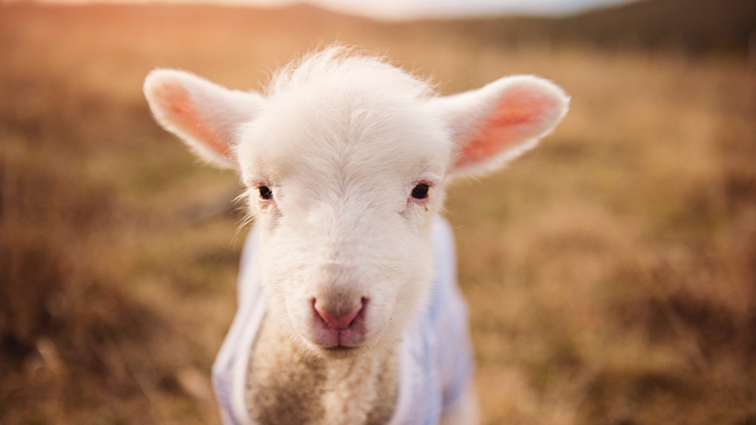 开云官方-西甲裁判指令语言对比赛中球队反应速度的潜在干扰分析，西乙裁判