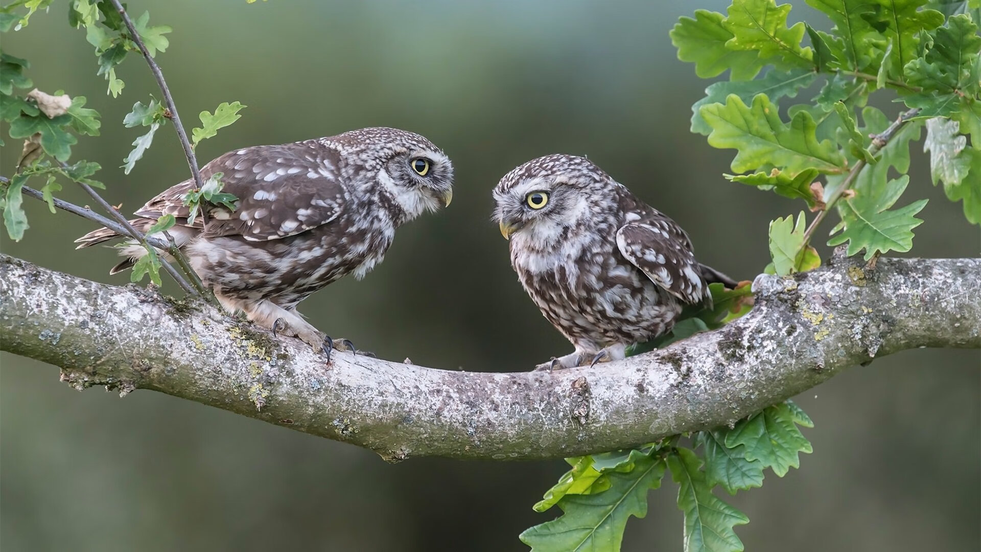 开云体育网页版入口-中国男篮核心阵容轮换策略逐渐清晰，中国男篮阵容有哪些