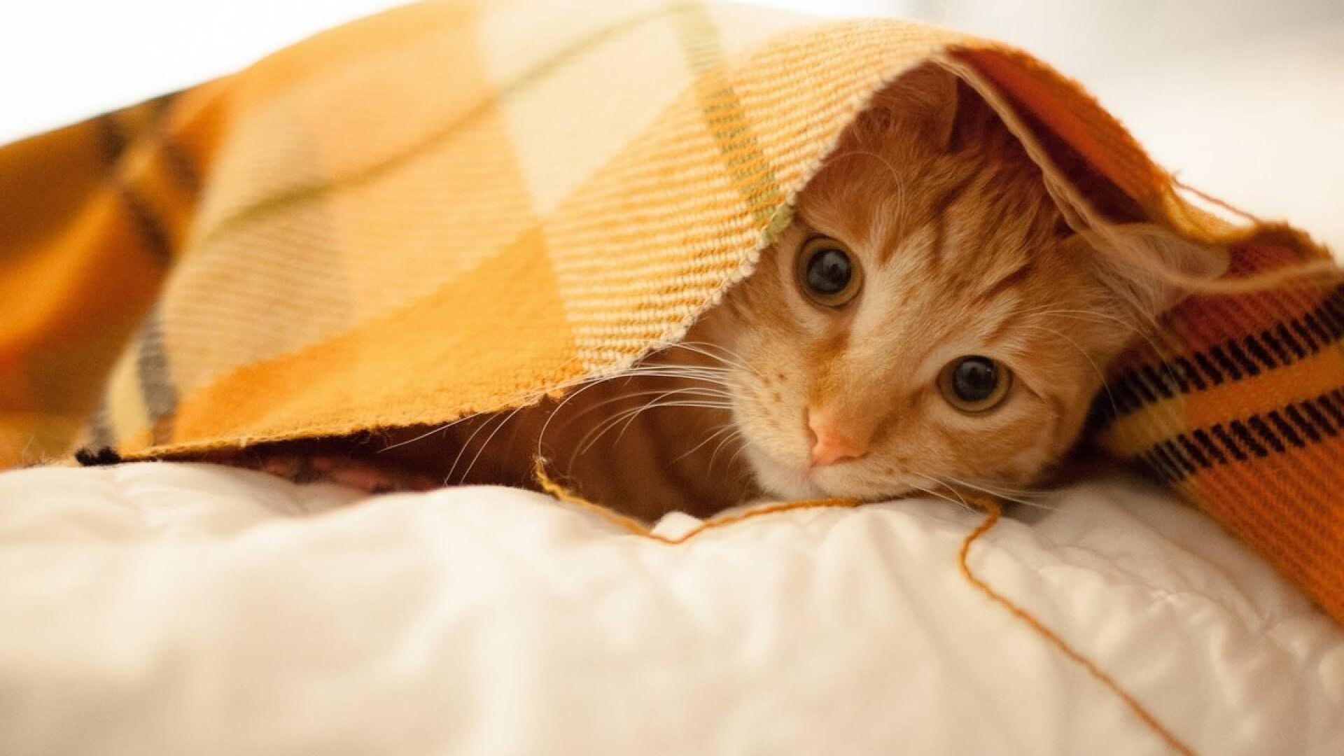 开云官方网站-乌干达男篮在非洲预赛中奋勇拼搏，迈向更高舞台，乌干达篮球比赛